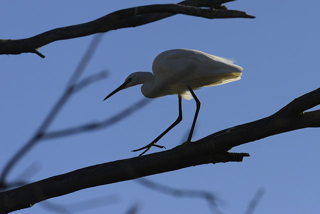 Egretta garzetta, Garça-branca  DSC4680