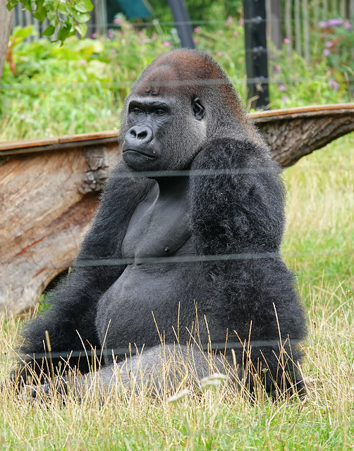 Silverback Gorilla