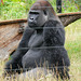 Silverback Gorilla