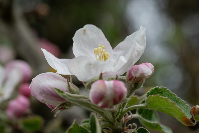 Apfelbaum in Blüte
