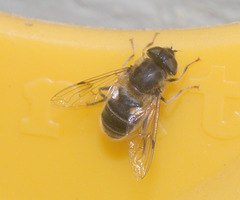 5T2A3552 Hoverfly