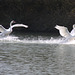 Swans landing