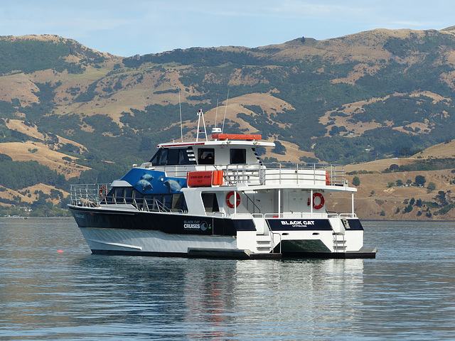 Black Cat at Akaroa - 28 February 2015