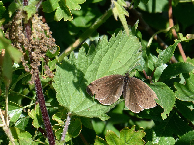 Ringlet m (Aphantopus hyperantus) DSB 0507