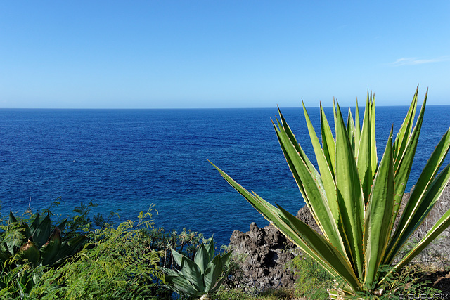 Promenade Funchal (© Buelipix)