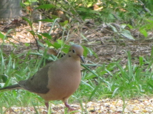 a feathered friend,  near the feeder....