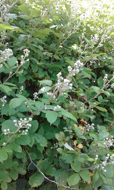 There's going to be loads of blackberries this year