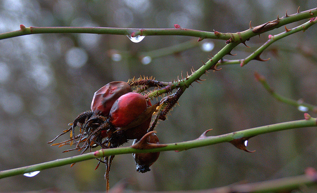 Berries