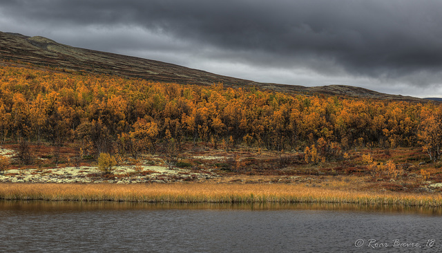 Dovrefjell