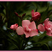 Nerium oleander, rosa laurel, adelfa, trinitaria...