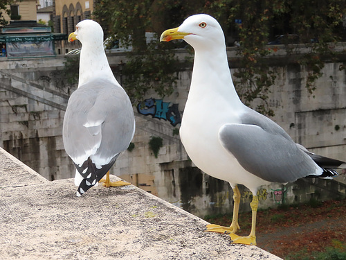 Gaviotas