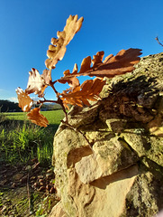 Feuilles au vent d'automne***************