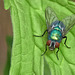 Green Bottle Fly - Lucilia sericata