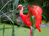 Scarlet Ibis