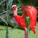 Scarlet Ibis