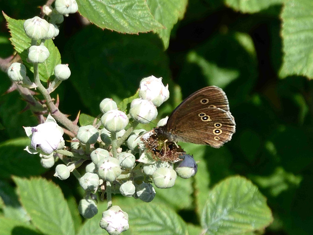 Ringlet m (Aphantopus hyperantus) DSB 0502