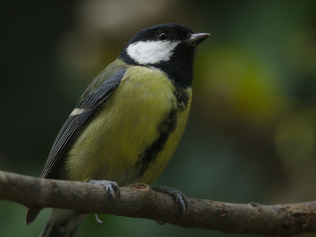 IMG 9891bluetit