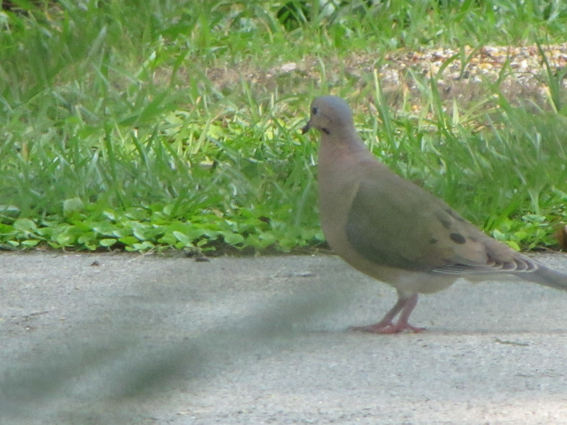 a frequent visitor in the garden ~~