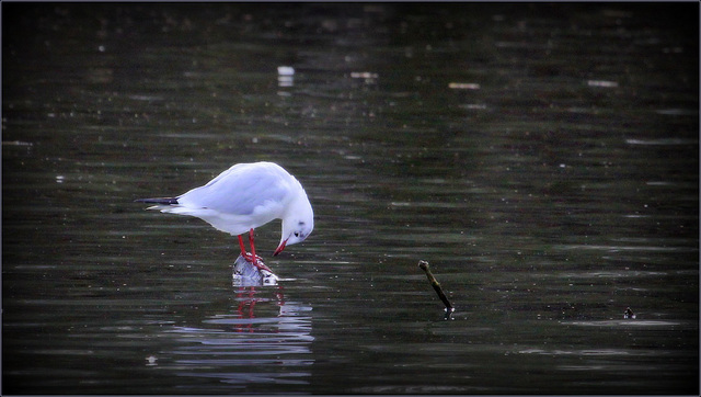 Mouette rieuse