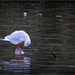 Mouette rieuse