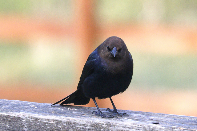 Brown-headed Cowbird