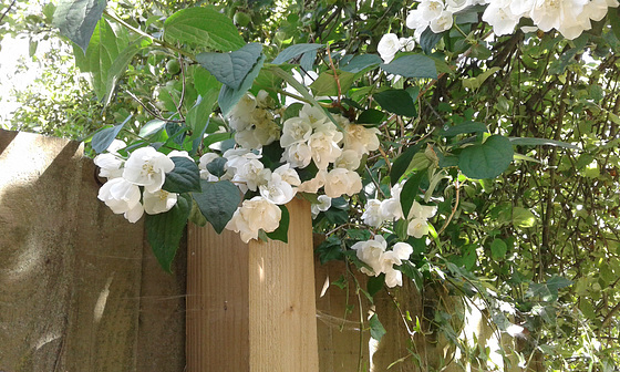 Gorgeous white flower draping itself over the fence
