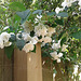 Gorgeous white flower draping itself over the fence