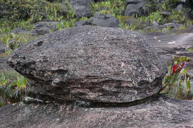 Venezuela, Life among the Stones on the Surface of Roraima