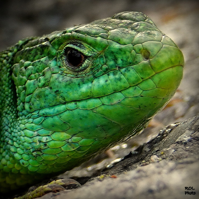 Le VERT dans toute sa beauté...