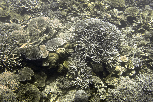 Great Barrier Reef