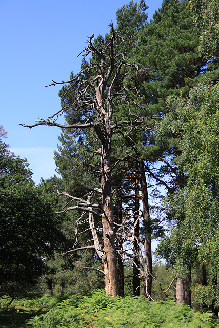 Dead tree