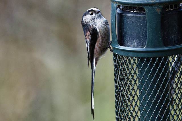 Long tailed tit