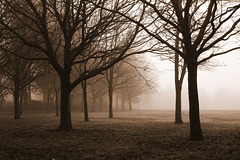 Trees in Sepia