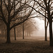 Trees in Sepia