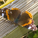 5T2A3483 Red Admiral-1