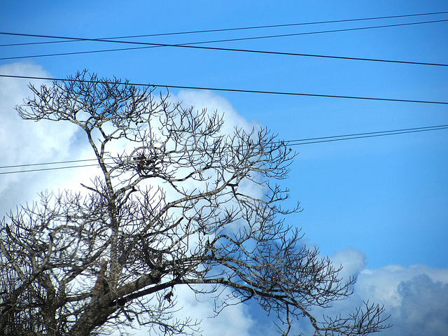 Branches Against The Sky.