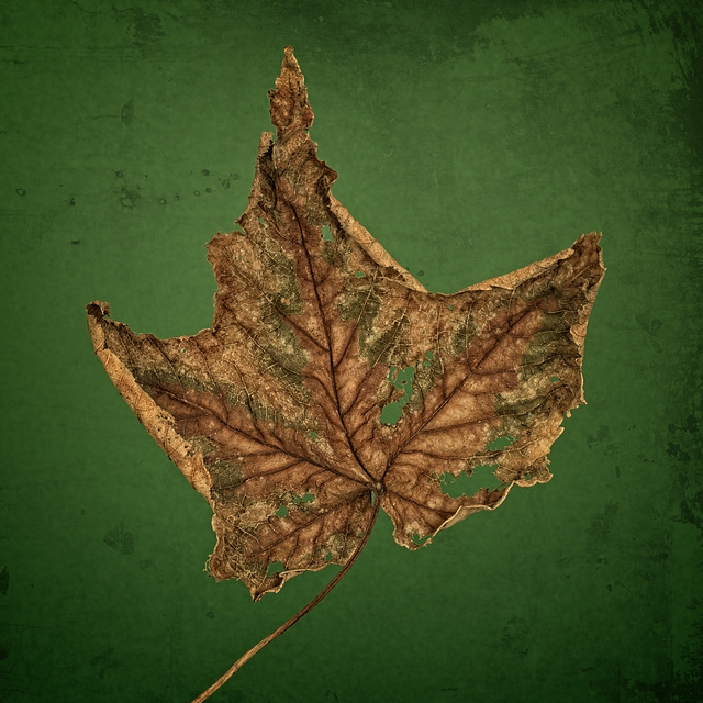 Dead Leaf