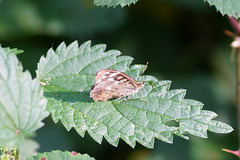 Waldbrettspiel in Seitenansicht