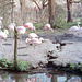 Castle Zoo ,Born_NL