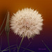 Goat's Beard (Tragopogon), Aster family