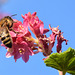 Biene und Johannisbeerblüte