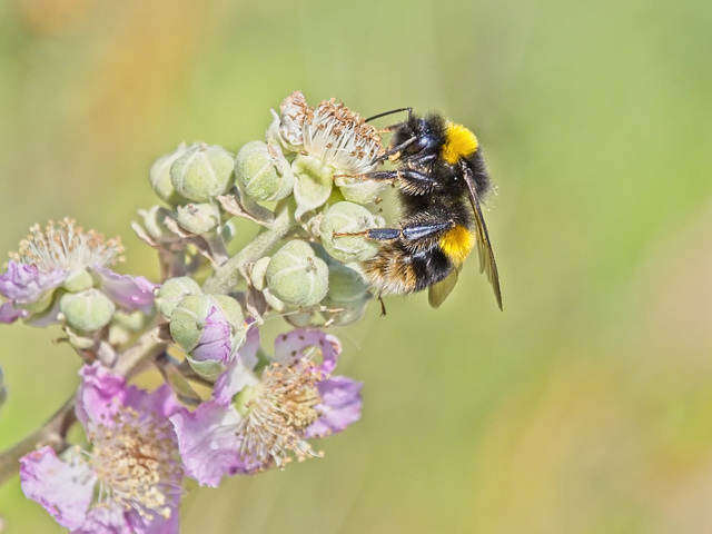 The Pollen Collector