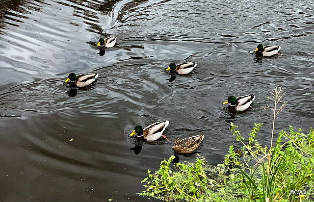 Mallard on the Caledonian Canal