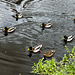 Mallard on the Caledonian Canal