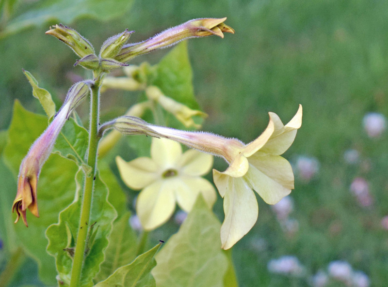 DSC 0314 tobacco flower