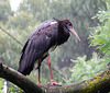 Big Stork