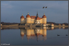 Gänse überm Schloß