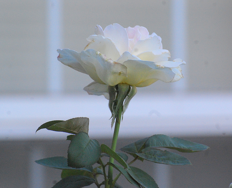 White rose