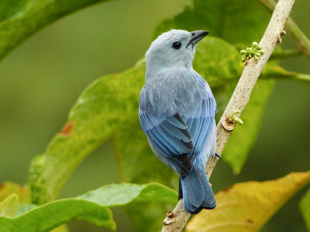 Blue-gray Tanager, Trinidad