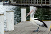 Waiting Pelican